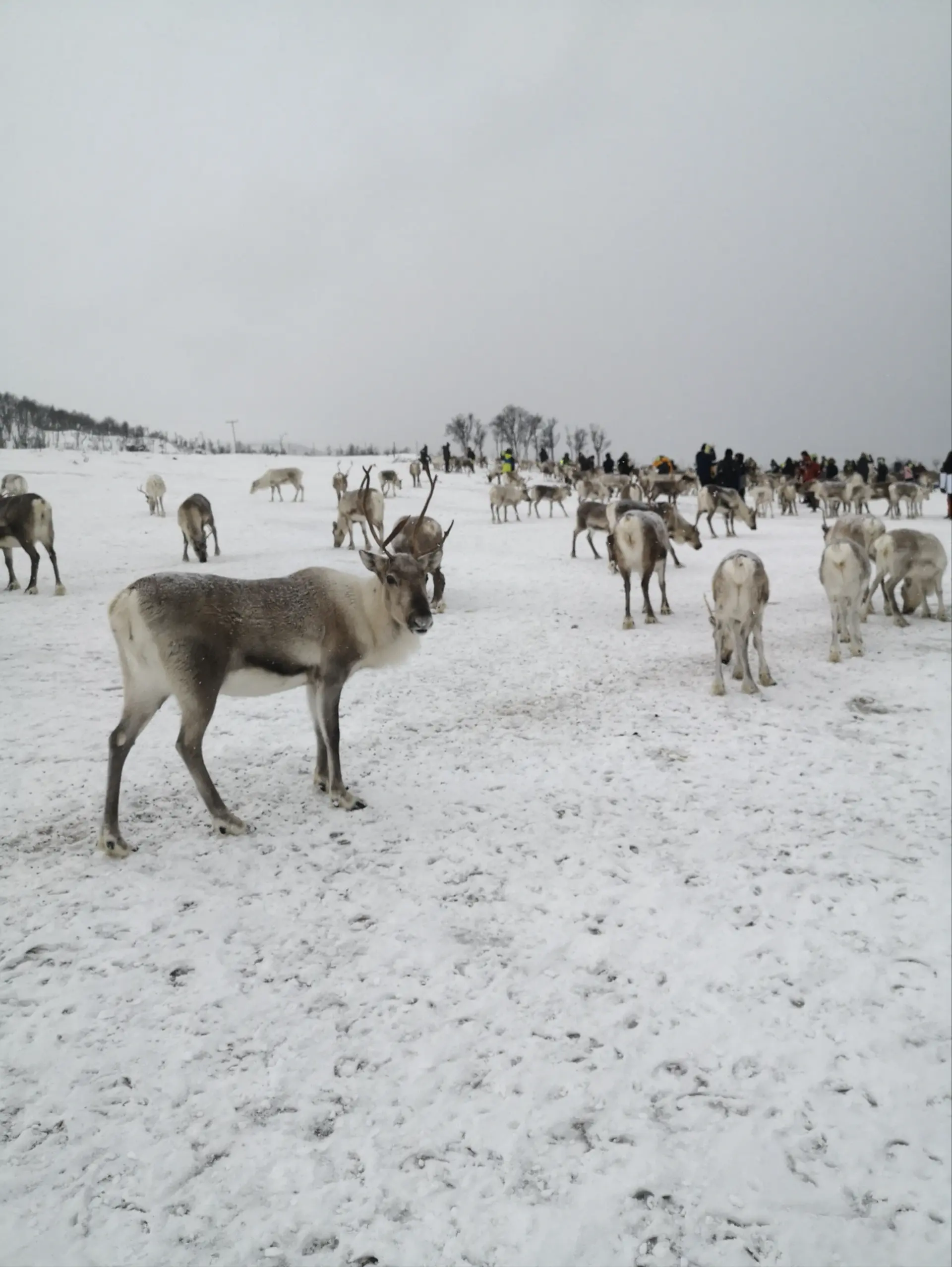 Sami Culture and Reindeer Experience